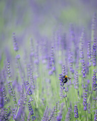 ラベンダー畑とクマバチ