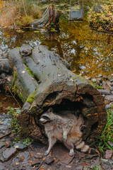 Gorgeous raccoon cute peeks out of a hollow in the bark of a large tree. Raccoon (Procyon lotor) also known as North American raccoon sitting hidden in old hollow trunk. Wildlife scene. Habitat North