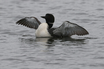 Loon and chick swimming on the lake