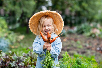 Toddler blond girl in straw hat picking fresh carrots from the garden. Freshly Picked Carrot From...