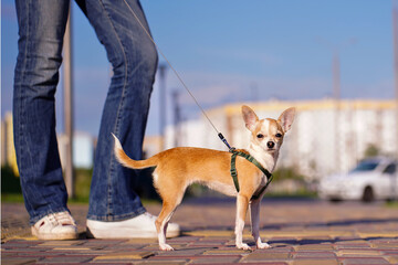Portrait of Chihuahua, cute little dog walking with Owner in the city, high-rise buildings and blue...