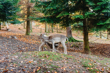 Young red deer sucks milk. Herd of deers in summer landscape. Wildlife scene from summer forest. Deep forest deer sucking milk from mother, deer and child.