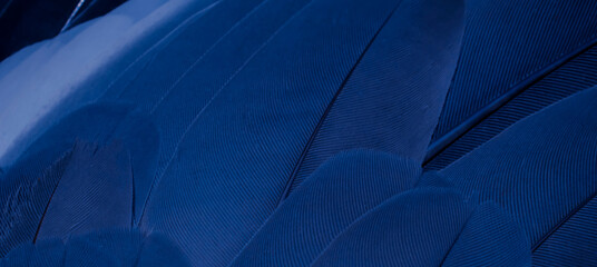 blue feather pigeon macro photo. texture or background