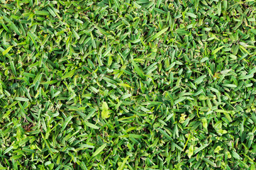 Green fresh cutted green texture