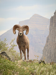 montana big horn sheep