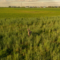 Little deer 2 © Jakub