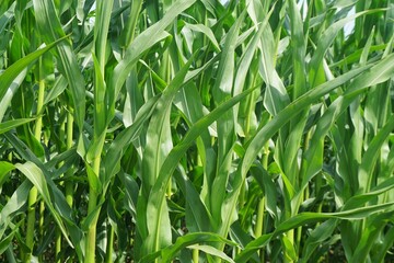Grünes Maisfeld bei Sonne am Morgen im Sommer