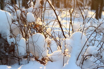 Pure white snow illuminated by sunbeams lies on the bushes, beautiful winter background