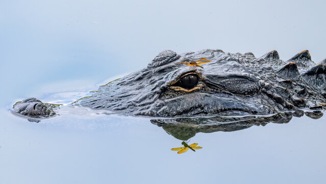 american alligator swimming in a pond with a dragonfly perched on its eye
