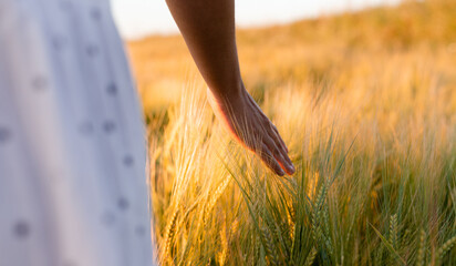 Barley fields in golden lighting, female hand touching agricultural crops, rural life