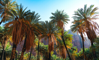 Fototapeta na wymiar Palm trees in Wadi Disah, Saudi Arabia.