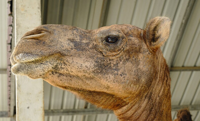 portrait of a camel \Close up  a camel 