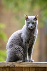Beautiful Russian blue cat portrait outdoors