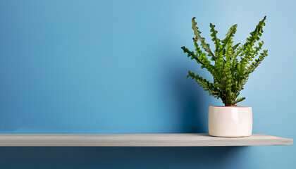 Plant on a shelf and a blue background mock up.