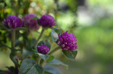 Flor violeta Gomphrena globosa