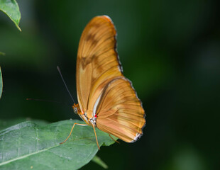 Orange Butterfly