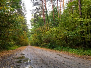 road in autumn forest