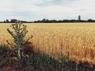 Obraz premium field of wheat