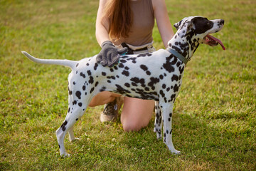 girl combing the hair of a dog Dalmatian in the park, caring for a dog