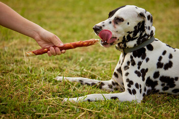 girl gives bone to dalmatian dog, dog food - obrazy, fototapety, plakaty