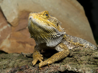 bearded dragon lizard close-up