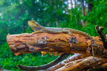 bearded dragon lizard close-up