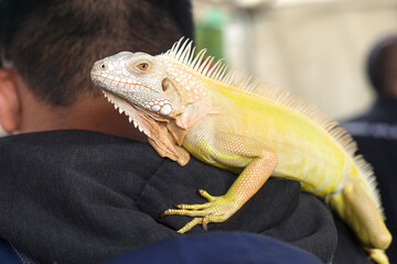 Man carrying albino iguana on his shoulder 