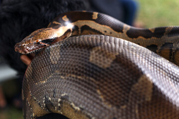 Ball Python snake aka Python regius curled up