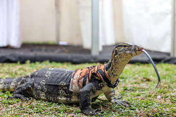 Monitor lizard (Varanus varius) with tongue out on the grass