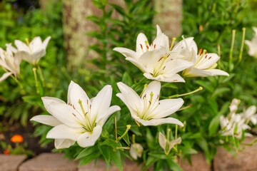 White Lily - White Lilies - White Flowers