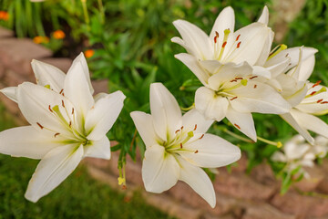 White Lily - White Lilies - White Flowers
