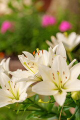 White Lily - White Lilies - White Flowers