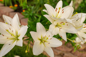 White Lily - White Lilies - White Flowers