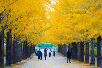 Japan - November 2, 2018 : Colorful Gingko Tree Tunnel in autumn at Azuma Sport Park, Azuma Sprot Park is one of most famous park in Fukushima , Japan
