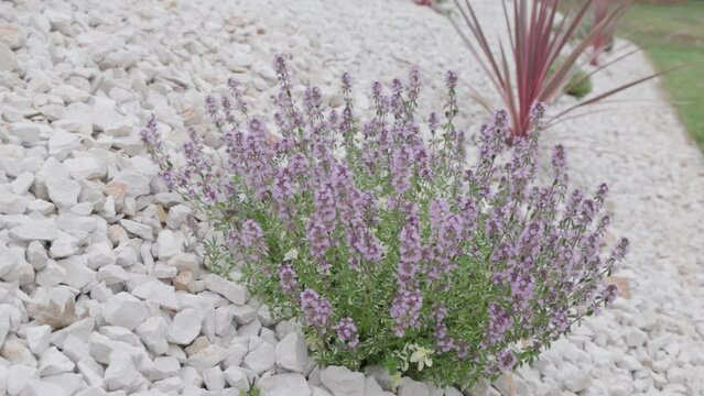 Mediterranean Shrub in Croatia