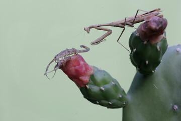A Chinese swimming scorpion fights a praying mantis on a wild cactus flower to defend its...