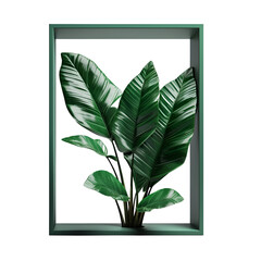 Ficus in a frame isolated on white background. 3d rendering.