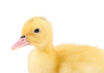 Baby animal. Portrait of cute fluffy duckling on white background