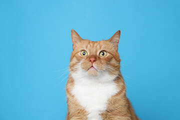 Obraz premium Cute ginger cat on light blue background. Adorable pet