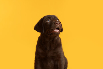 Fototapeta premium Cute chocolate Labrador Retriever puppy on yellow background
