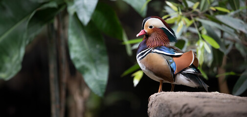 Male Mandarin Duck (Aix galericulata) Drake Perched Gracefully on a Rock.  Wildlife Photography. 
