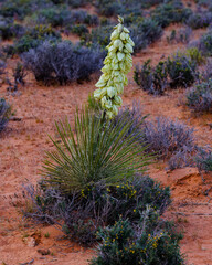 Yucca angustissima, also known as narrowleaf yucca, in the northern Arizona desert during spring. 
