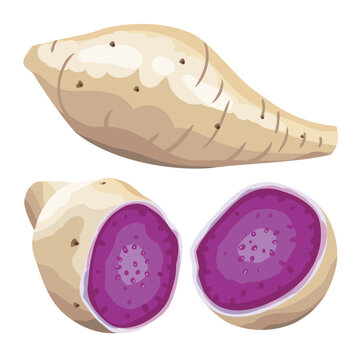 Okinawa Yam Purple Yam Ube Taro Hand Drawn Vector Illustration Set Isolated