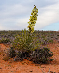 Yucca angustissima, also known as narrowleaf yucca, in the northern Arizona desert during spring. 

