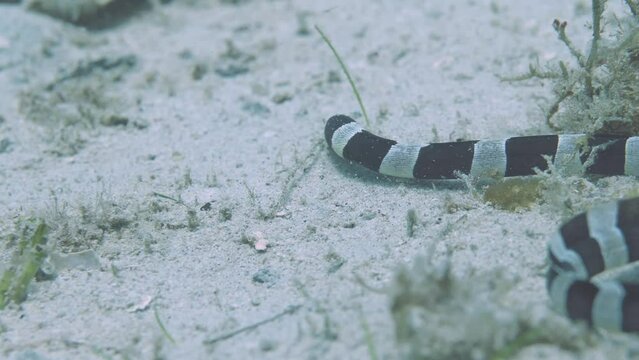 Banded eel swimming above sandy bottom of tropical sea