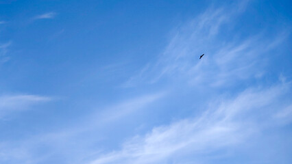 青空に浮かぶ白い雲と大空を舞う鳥