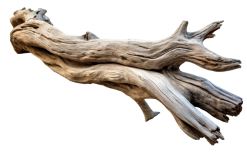 Driftwood. isolated object, transparent background