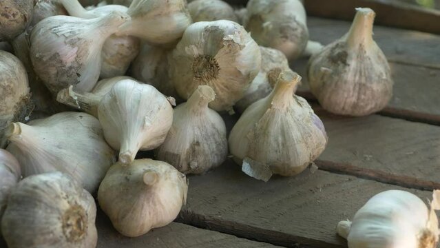 Ripe garlic bulb. Agricultural, selling vegetables. Spicy culinary ingredient, healthy eating. Storing crops. Agriculture growing. Spicy flavor as seasoning or condiment, traditional medicine