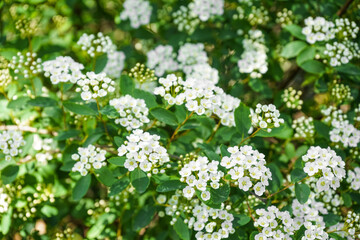 Blossoming tree branches with white flowers outdoors, closeup