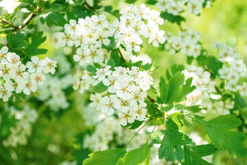 Blossoming tree branches with white flowers on sunny day, closeup